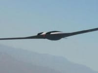 Lockheed Martin Polecat