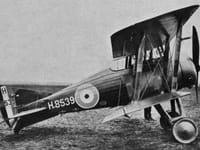 Gloster Nightjar - Image 4
