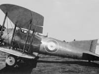 Short Springbok - Image 3