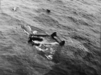 Blohm & Voss BV 138 Seedrache - Image 3