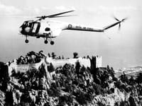 Bristol Sycamore - Image 2