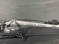 Bristol Sycamore - Image 3