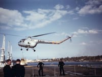 Bristol Sycamore - Image 4