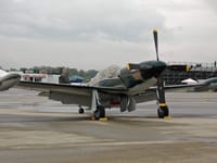 Cavalier Mustang - Image 3