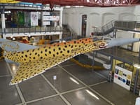 Atlas Cheetah - Image 2